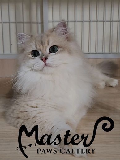 藍金漸層12色,藍金漸層英長,長毛貓