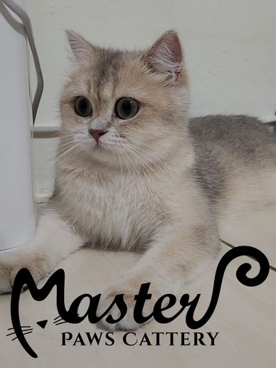 藍金漸層英短,英國短毛貓,藍金貓