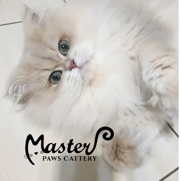 紫金漸層,紫金漸層英長,英國長毛貓