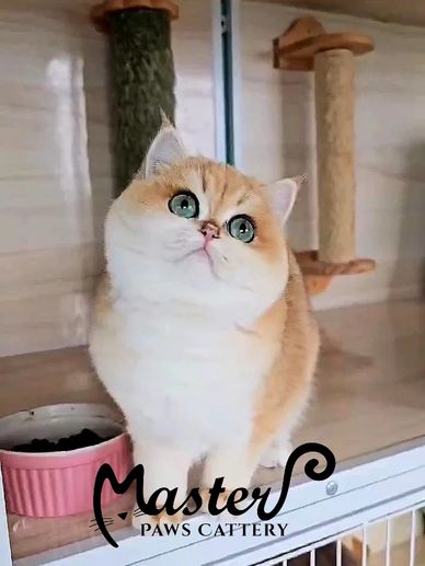 金漸層,金漸層英國短毛貓,金漸層英短,可愛的貓咪