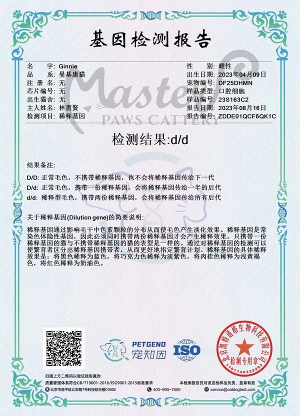 基因檢測報告 稀釋基因 貓咪毛色 色號 基因組合 金漸層 藍金漸層 紫金漸層
