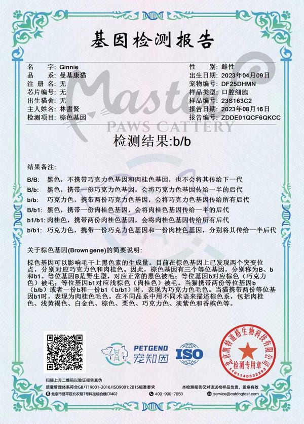 基因檢測報告 棕色基因 貓咪毛色 色號 基因組合 金漸層 藍金漸層 紫金漸層