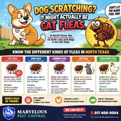 Informative poster about different types of fleas affecting pets in North Texas.