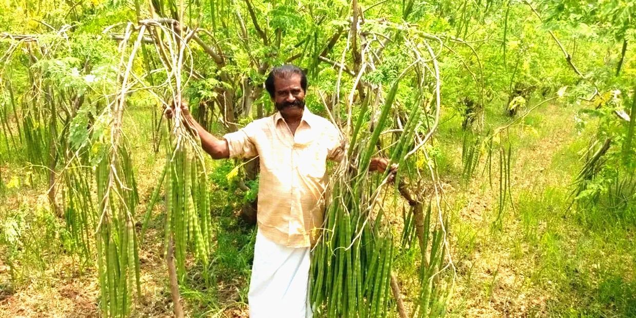 A man stands holding large clusters of drumsticks in a lush drumstick farm.