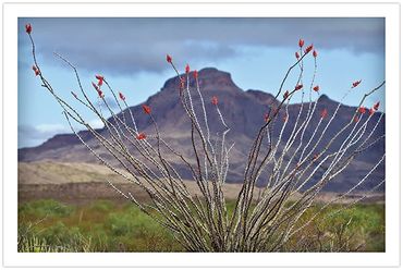big ben national park, texas, ocotillo cactus