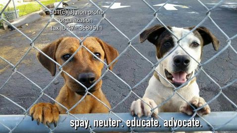 We are a 501c3 nonprofit organization focused on helping low-income dog owners with spay and neuter