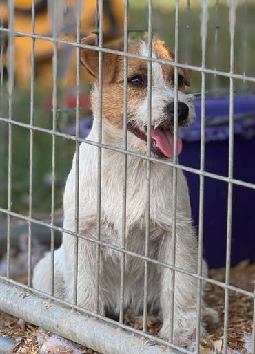 Broken coat female shorty jack.