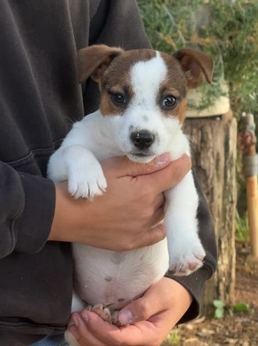 Smooth coat male 2,500