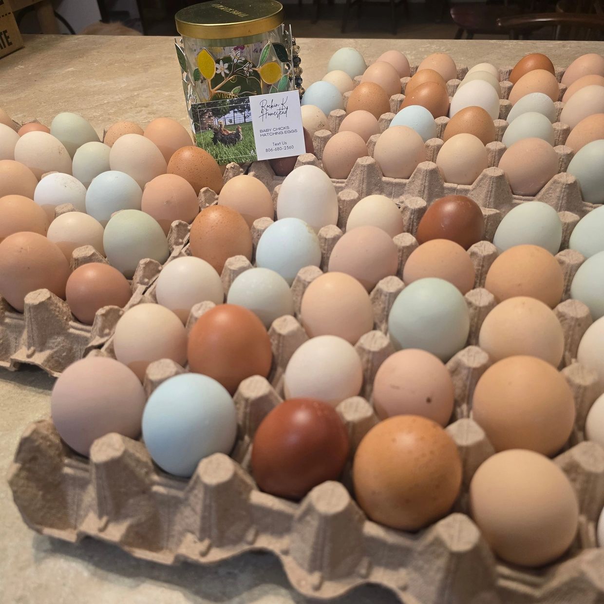 Chicken eggs in a variety of colors.