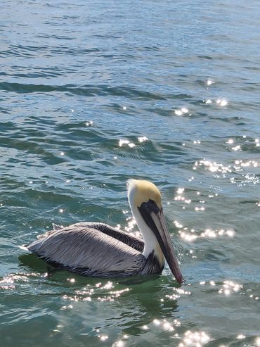 A pelican floating serenely on sparkling water under the sun.