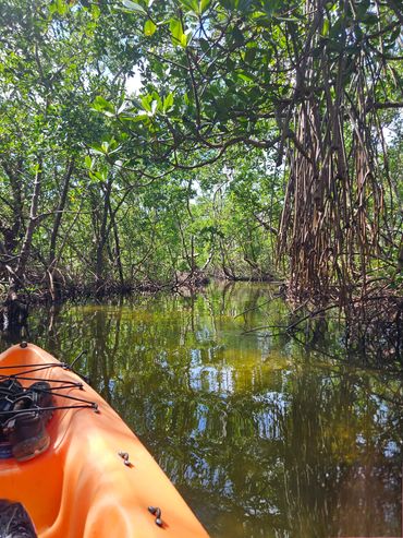 Mangrove tunnels
Explore mangrove tunnels
Florida sightseeing
Florida mangrove tours
Mangrove tours