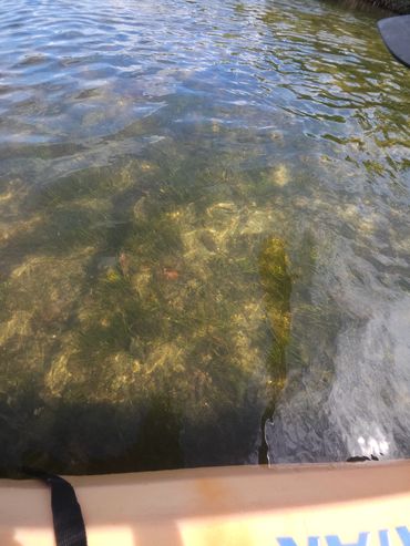 Clear shallow water with visible underwater plants and kayak edge.
