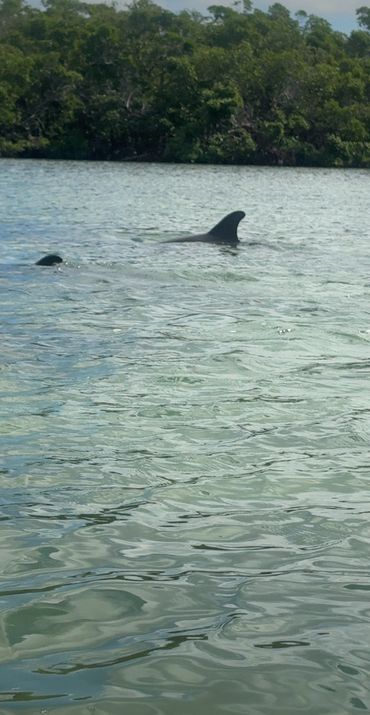 Florida Dolphin Encounters
Florida Wildlife
Dolphins Bradenton FL
Dolphins Anna Marie, FL
Dolphins