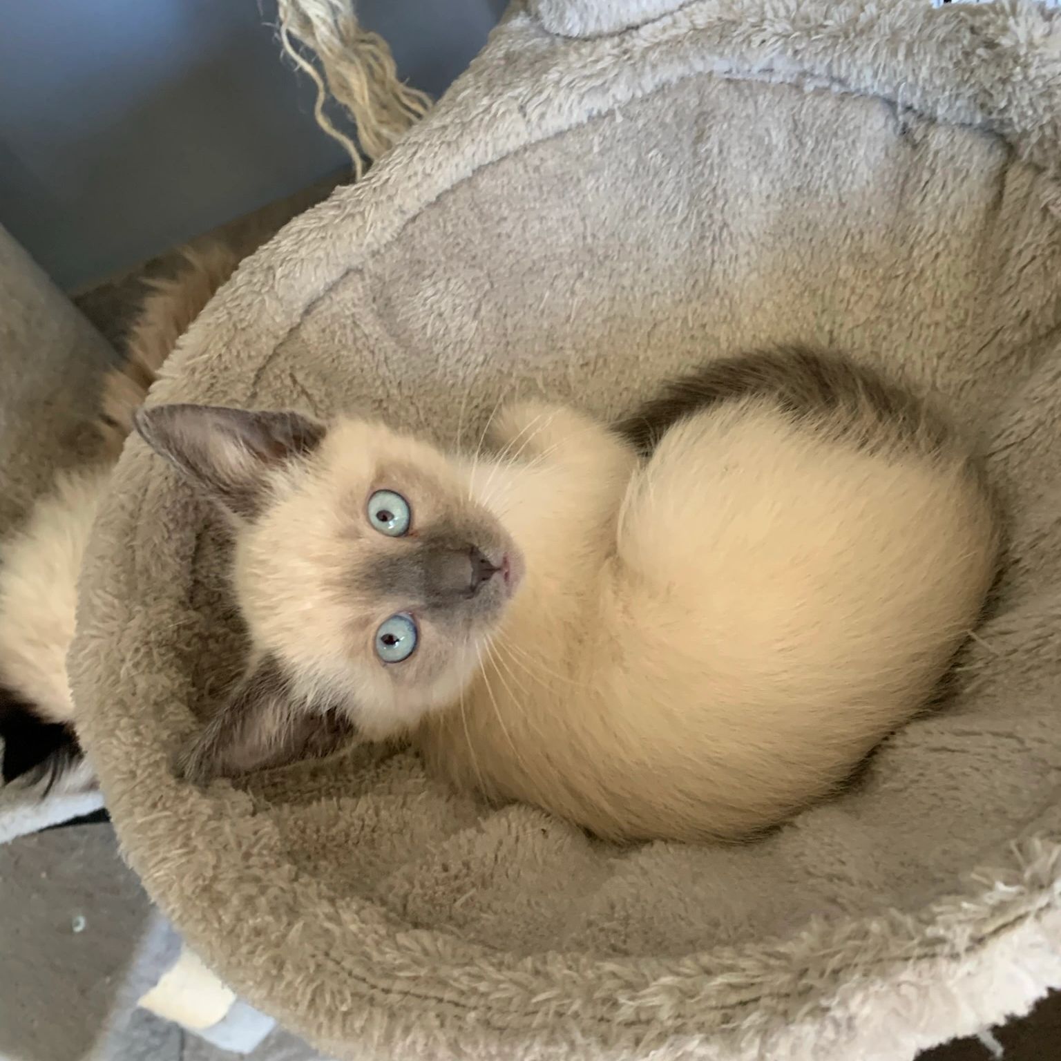 Little Boy From September 2021 litter