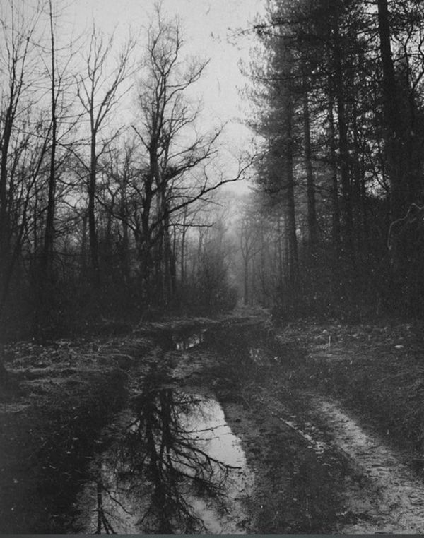 Muddy foggy woods