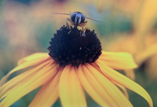 Bee BlackEyedSusan