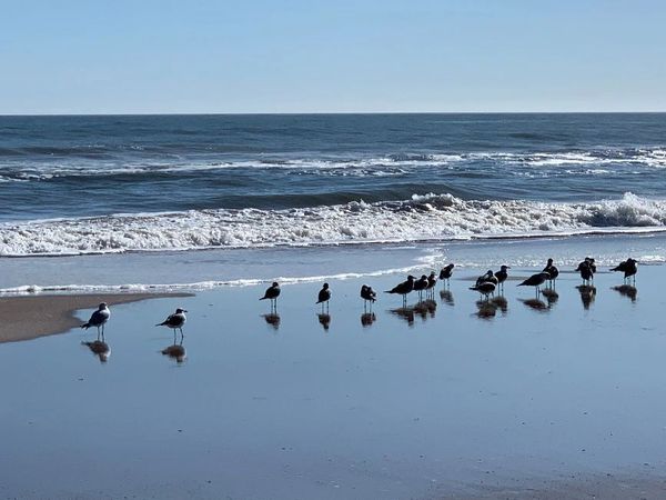 Birds on Beach