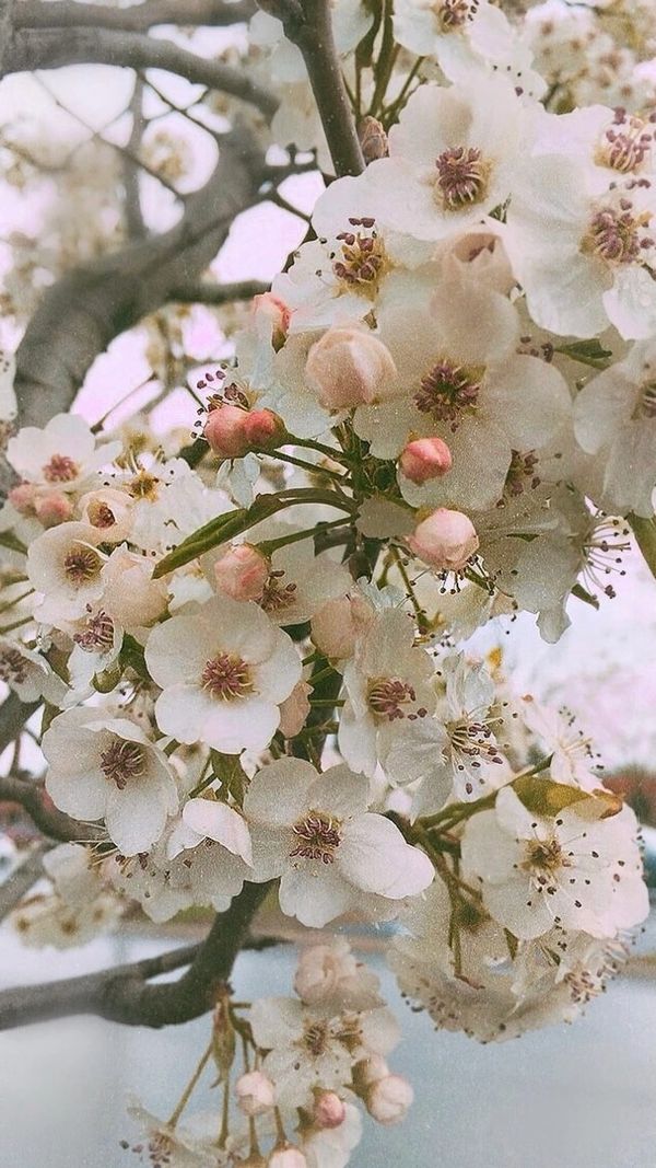 Blooms