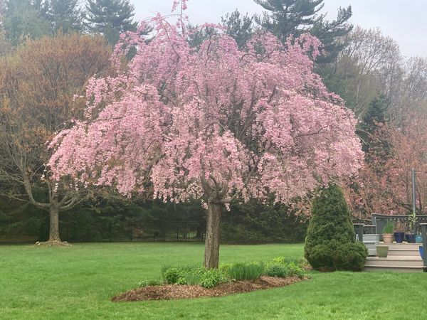 Weeping Cherry