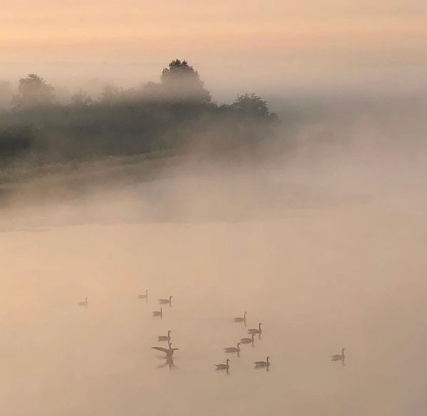 Ducks in Mist