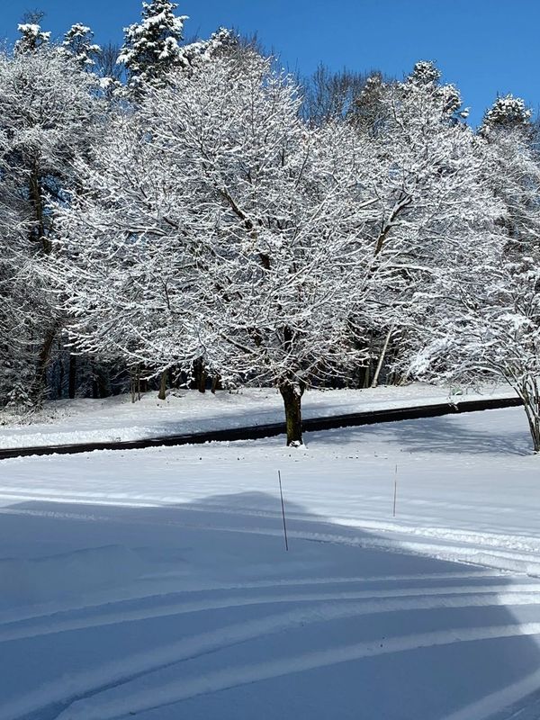 Snowy Maple