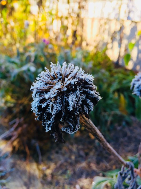 Cold Thistle