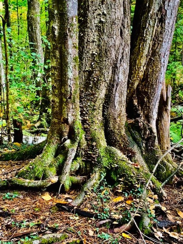 Mossy Tree