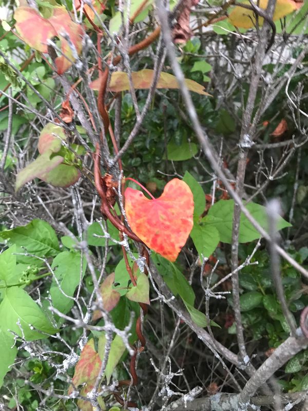 Red heart leaf