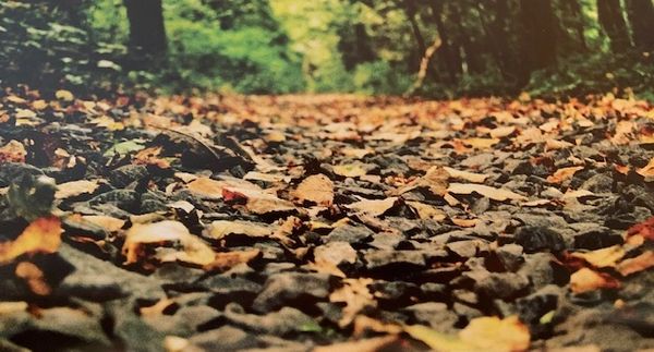 Autumn leaves on trail
