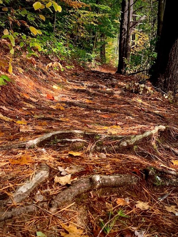 Trail