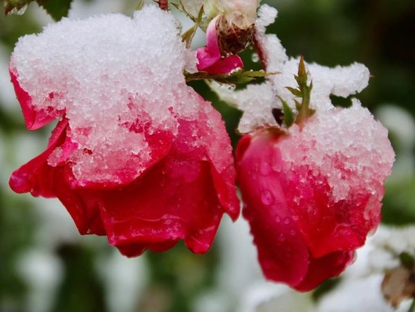 Roses w Snow