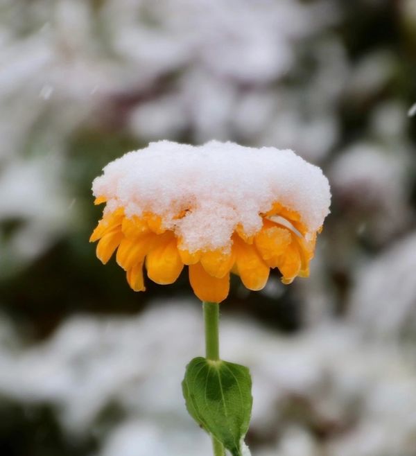 Marigold in snow