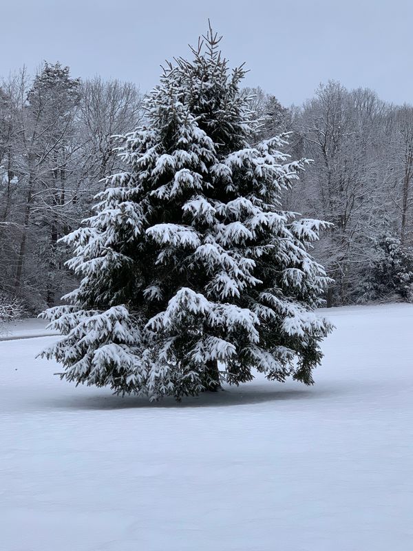 Pine in snow