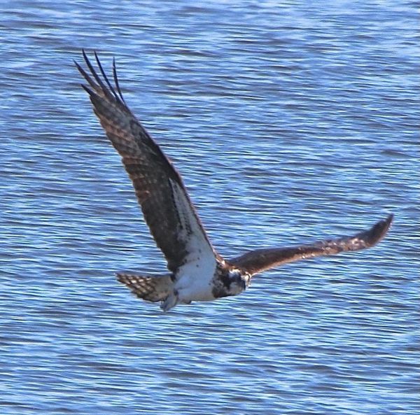 Soaring bird