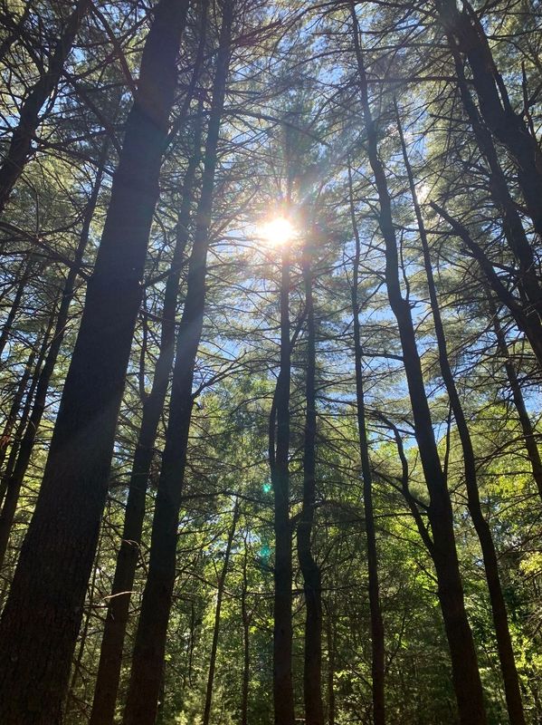 Sun through trees