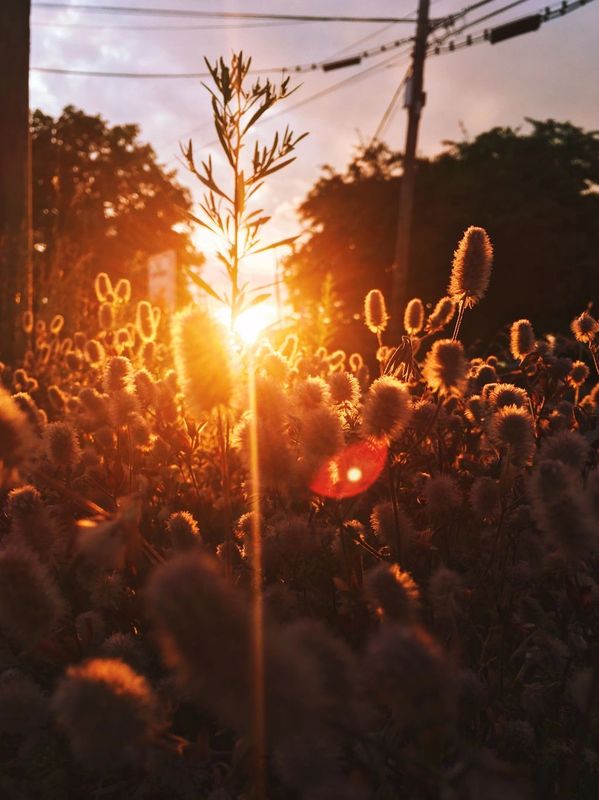 Sun through cattails