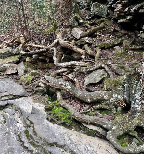 Snake roots