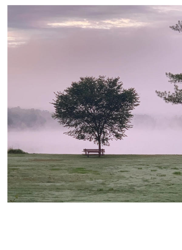 Tree in fog w/bench