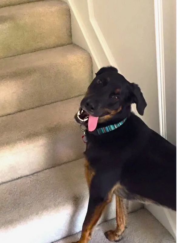 Goofy Harley