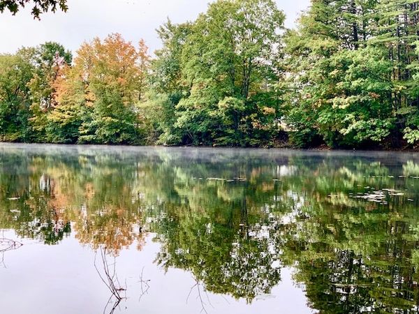 Misty Pond