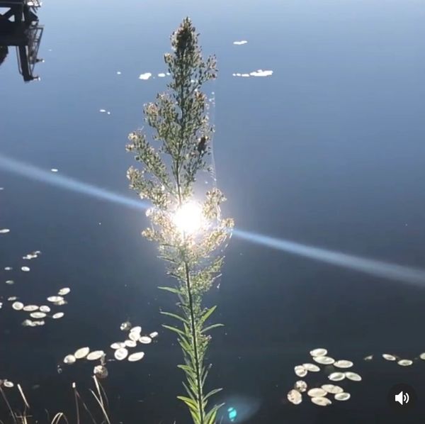Sun ray through flower