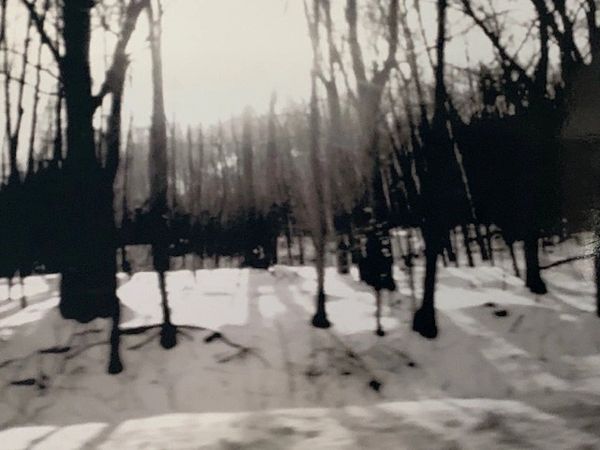 Winter woods