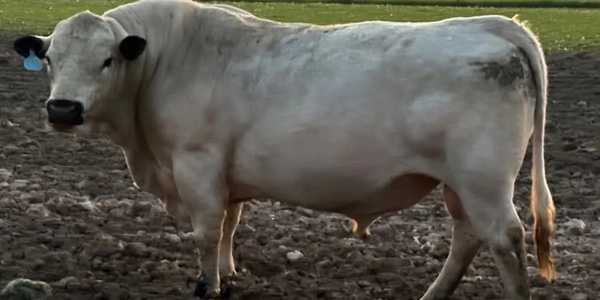 Our British White Bull, Charlie