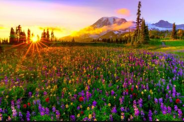 Ideal for future Kingdom Meadows