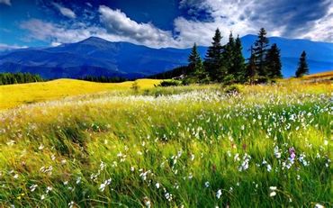 Ideal for future Kingdom Meadows