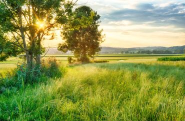 Ideal for future Kingdom Meadows