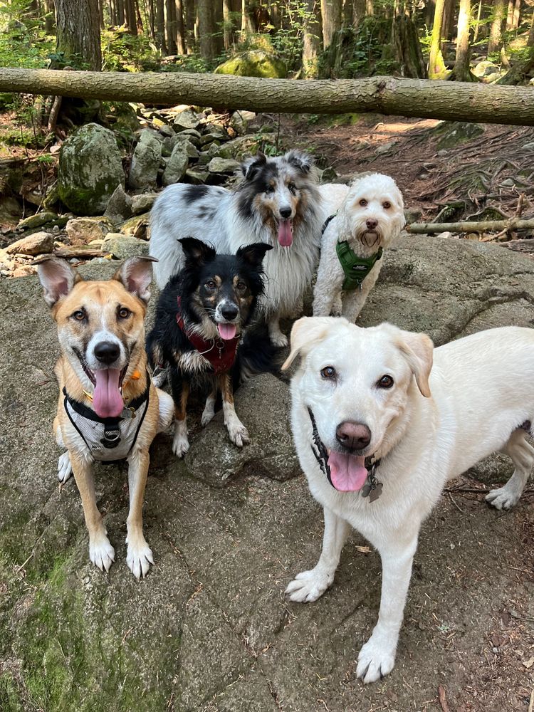 A group of five happy dogs posing on rocks in a forest.