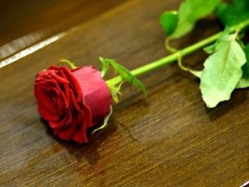 A red rose lying on a wooden surface.