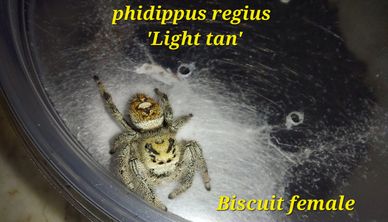 A light tan phidippus regius spider inside a clear container.