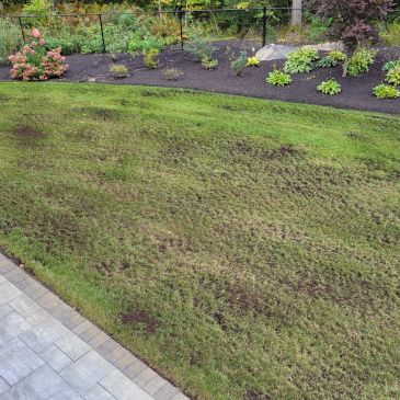 A patchy lawn with some brown spots and a garden bed in the background.
